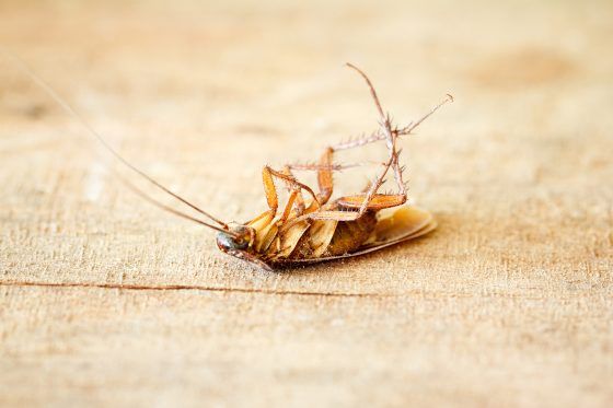How To Get Rid Of Cockroaches