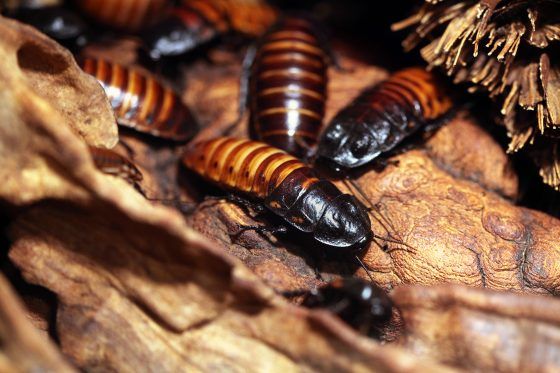 6 Tips For Pest Control In Autumn