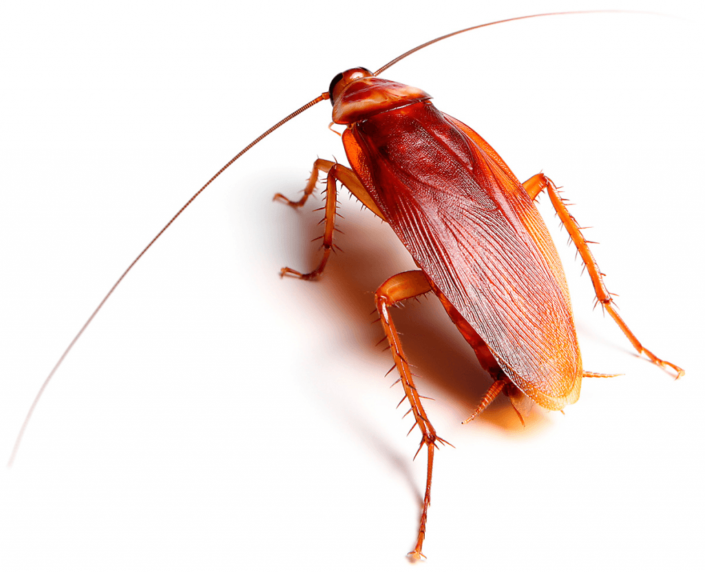 Cockroach control