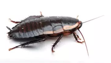 Gisborne cockroach