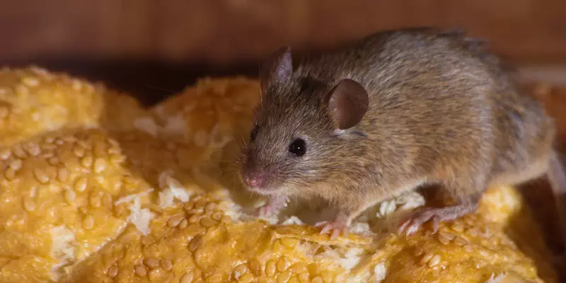 Rat eating bread 