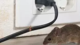 Mouse chewing electrical wires