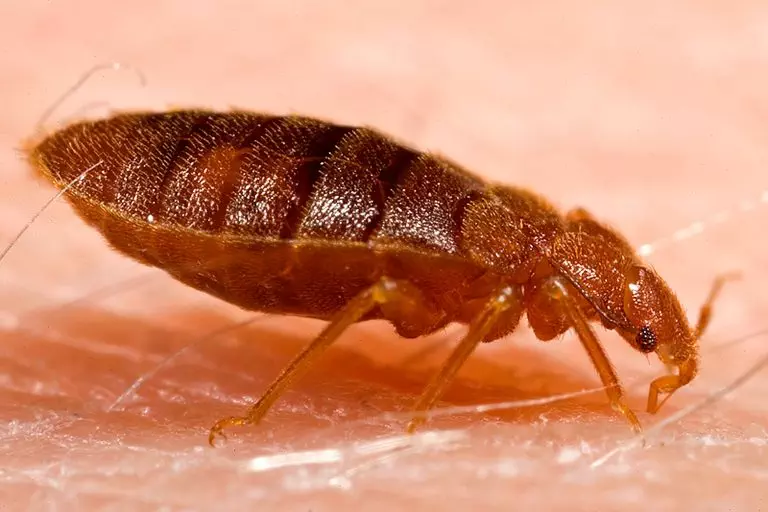 Adult bed bug on skin