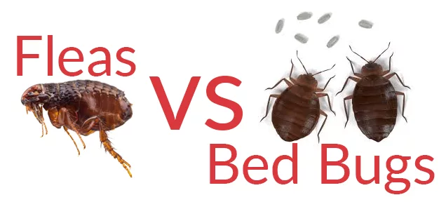 Fleas vs Bed Bugs