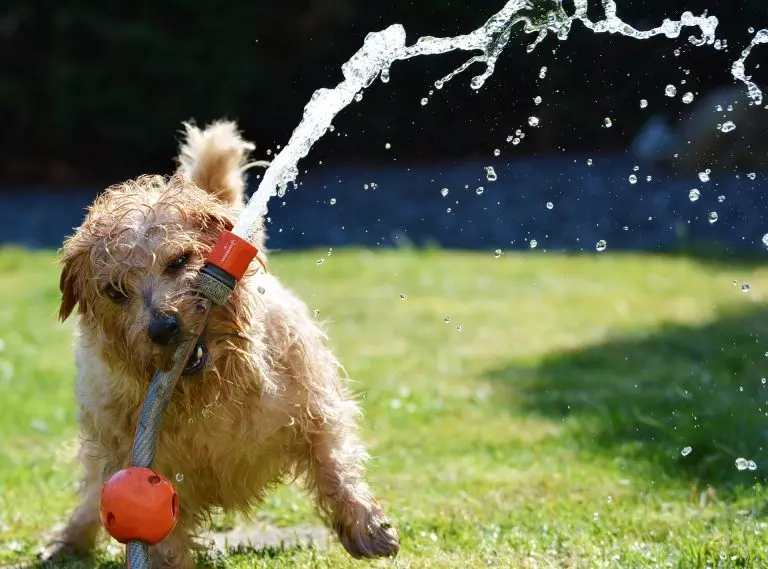 Dog with water hose in its mouth