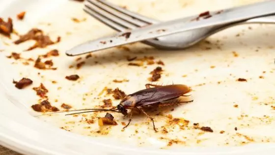 Cockroach on plate with food