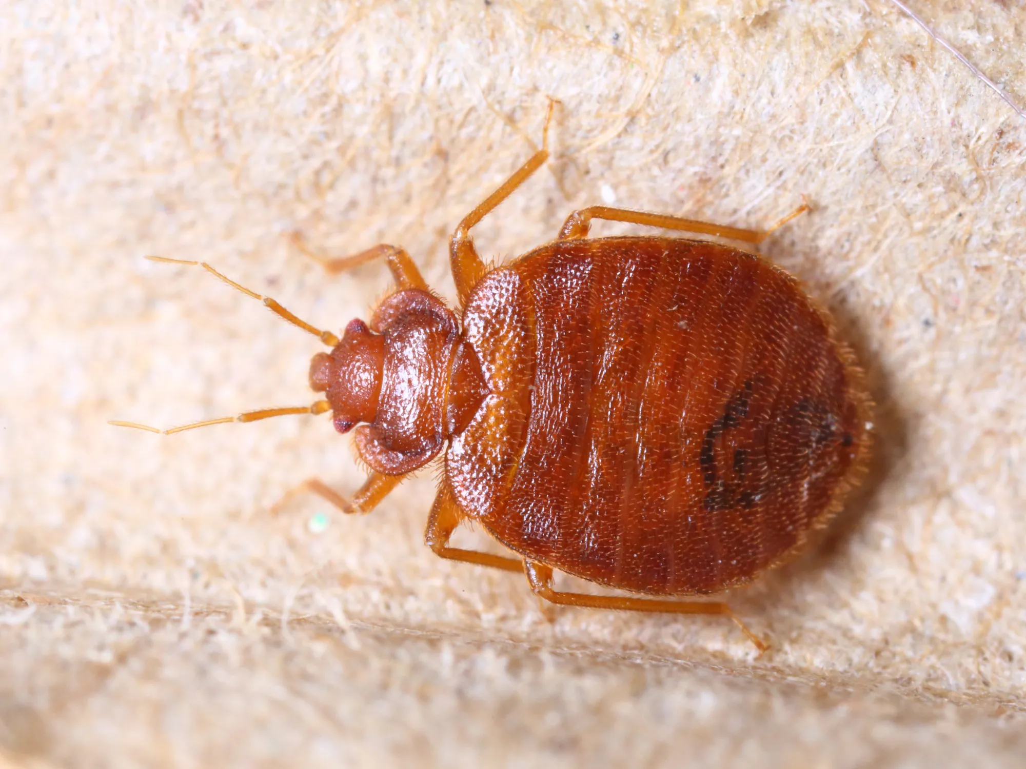 Cimex lectularius Close up of a living flea