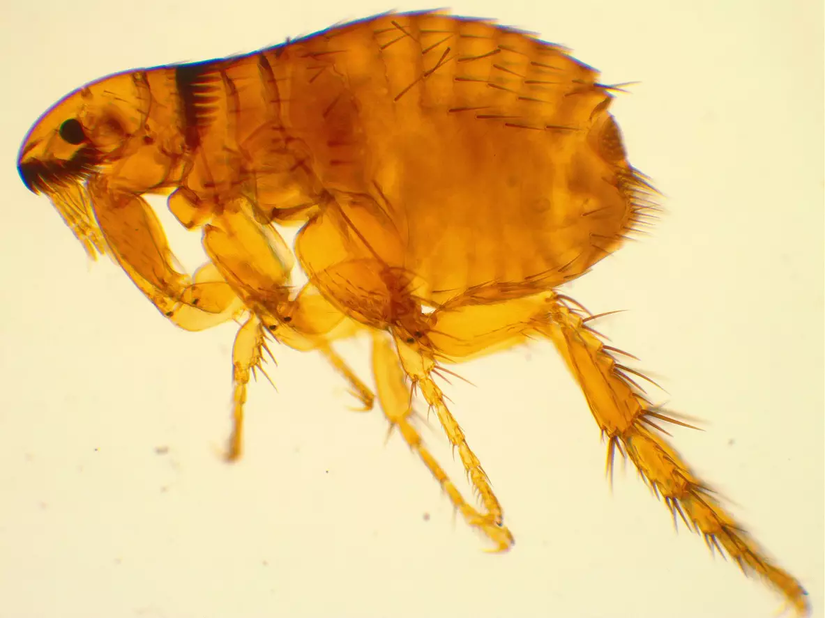 Close up of an old flea 