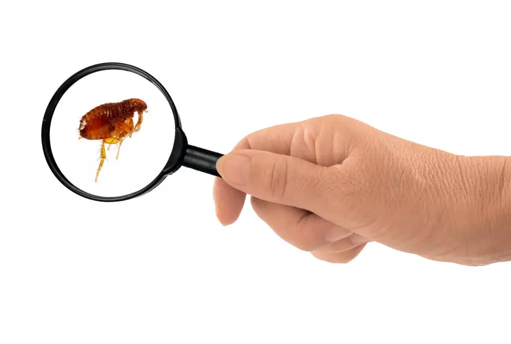 Flea under magnifying glass