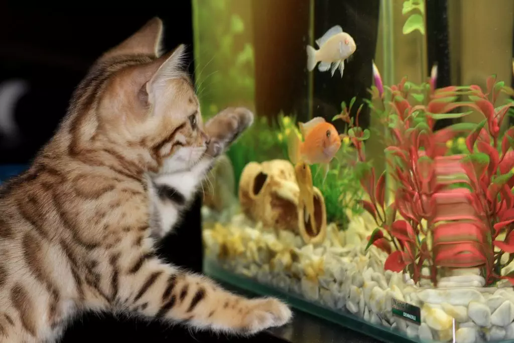 Happy cat & fish in tank after a pest control treatment. 