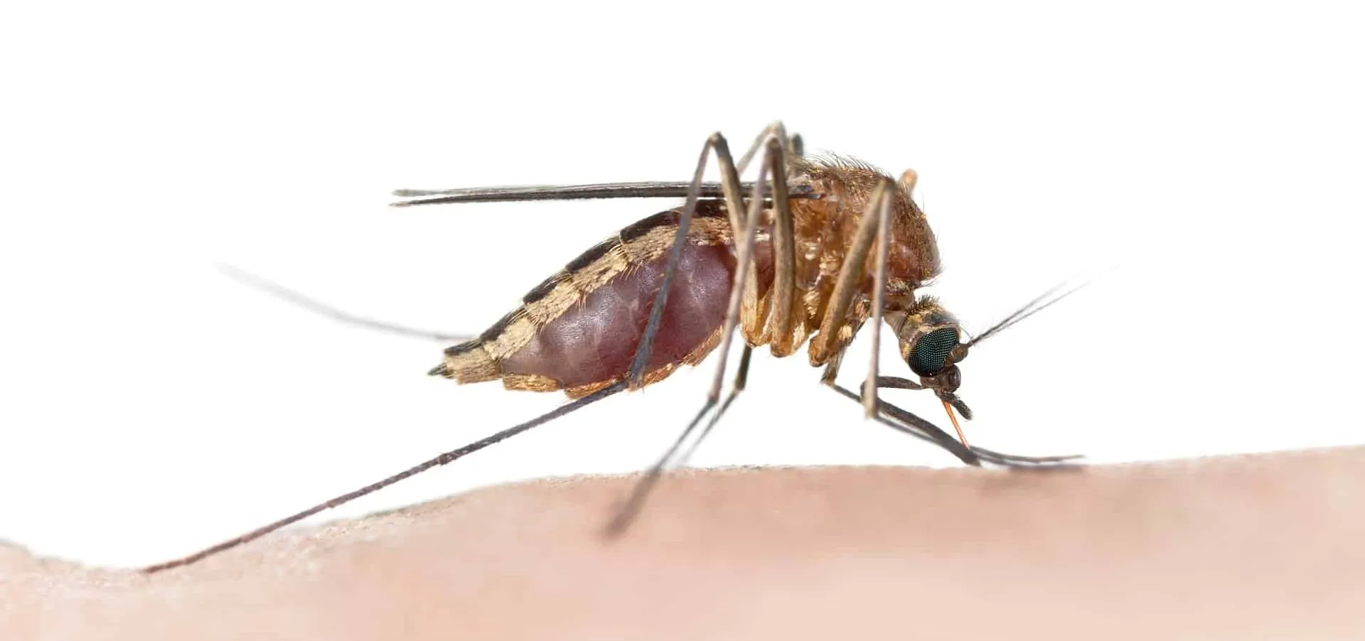 The 7 Best Bug Repellents in New Zealand Ajet Pest Control