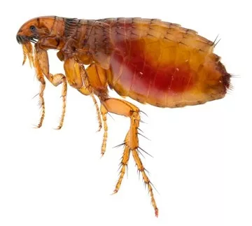 fleas vs bed bugs