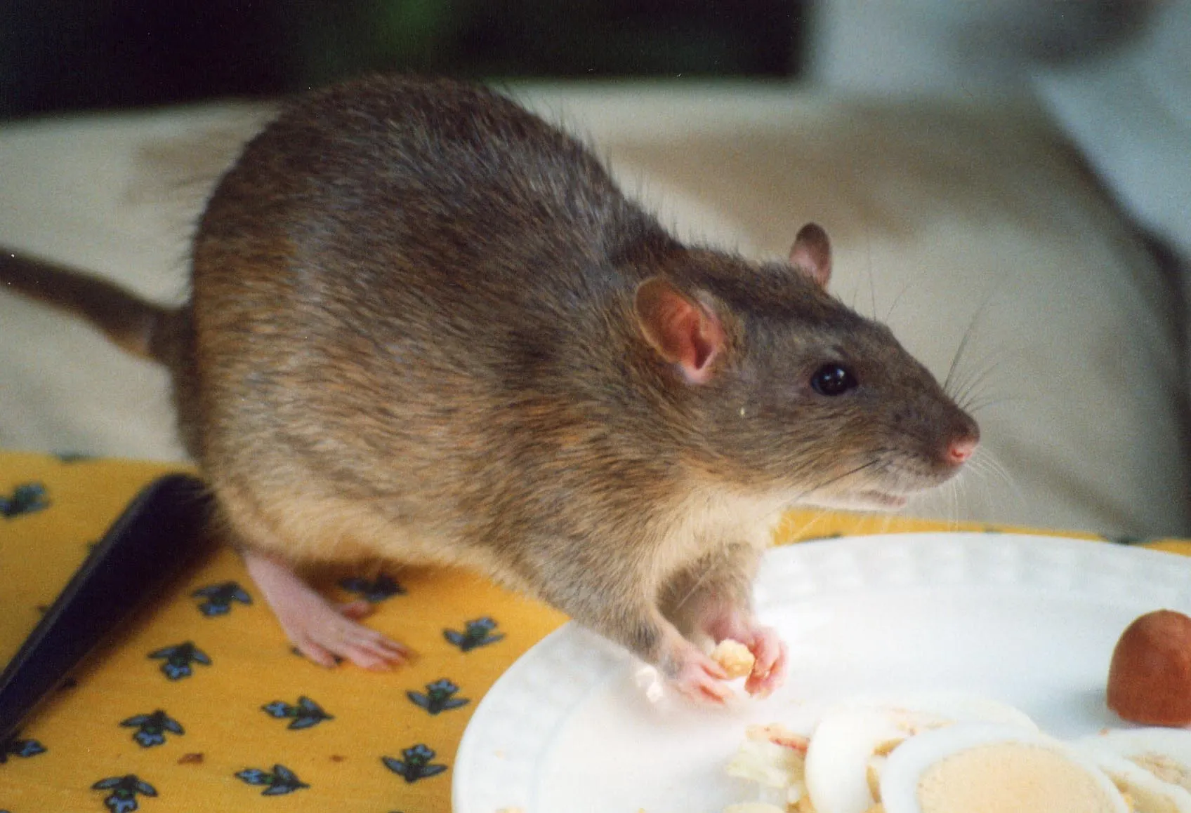 Different Types of Rodents in New Zealand Ajet Pest Control