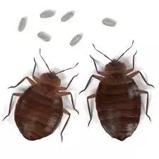 Bed Bug Control