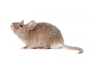 House mouse