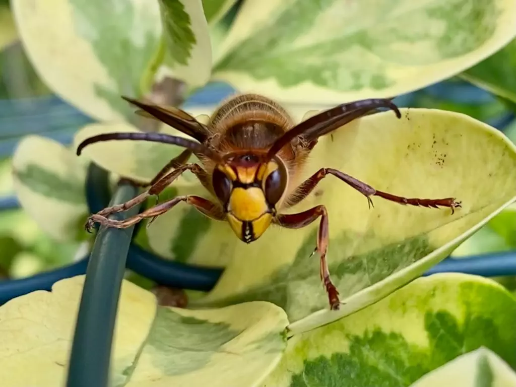 close up photo of wasps sitting on leaf 