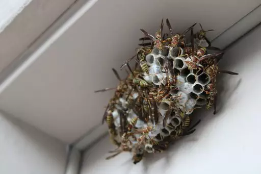 Wasps nest before is got removed