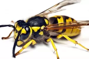 Wasp control