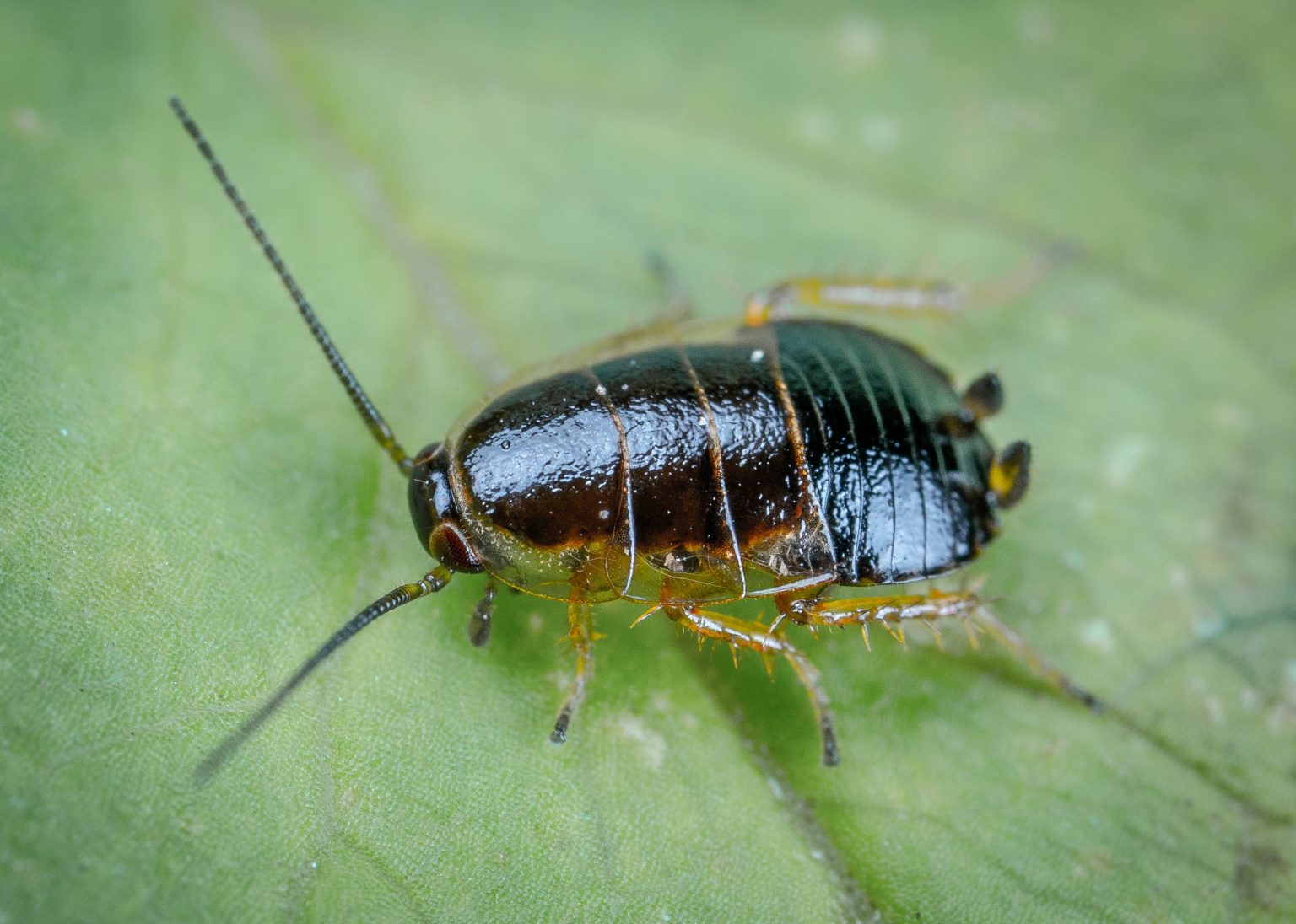 10 Interesting Facts About Cockroaches A Jet Pest Control